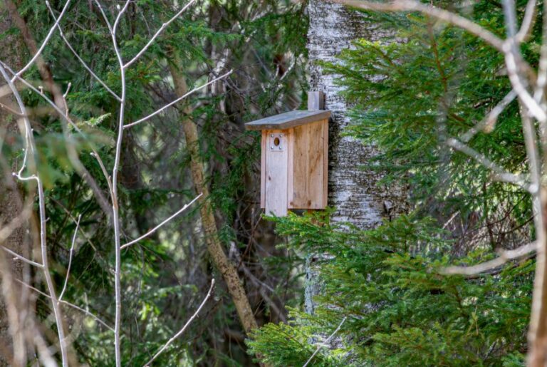 Wooden Birdhouse Surrounded by Conifers