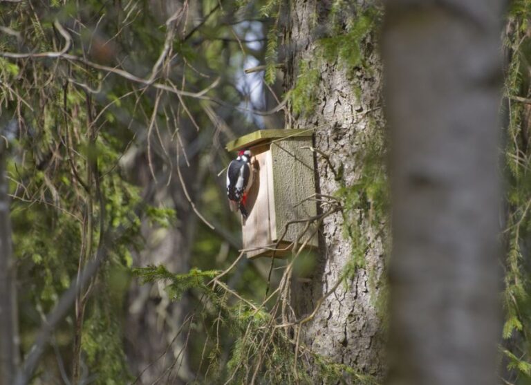 Woodpecker at the Entrance of a Birdhouse