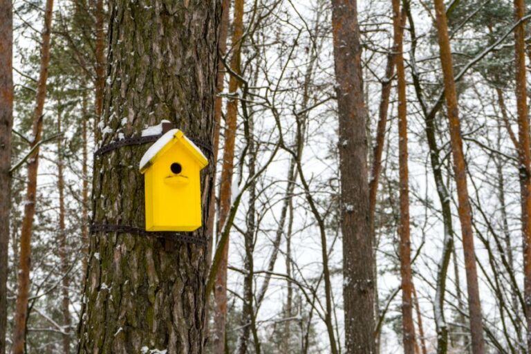 Yellow Birdhouse Hung on a Tree in the Winter