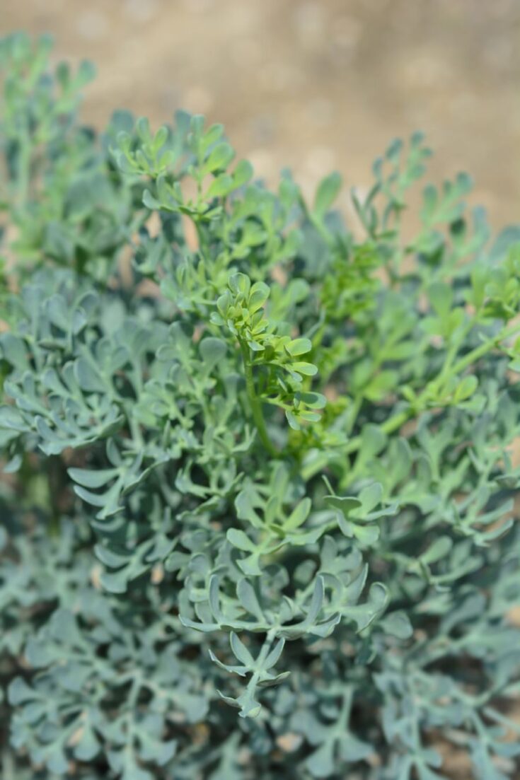 7 Great Plants That Repel Japanese Beetles My Backyard Life