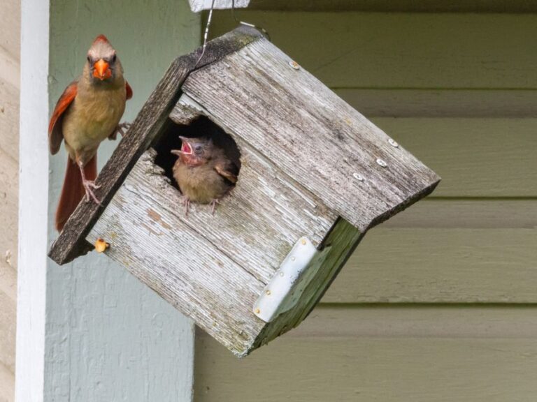 Female Cardinal Watching Over a Baby Bird in an Old Birdhouse