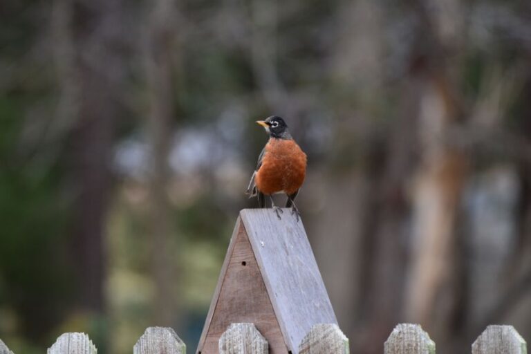 Robin Sitting on Top of a Birdhouse Roof
