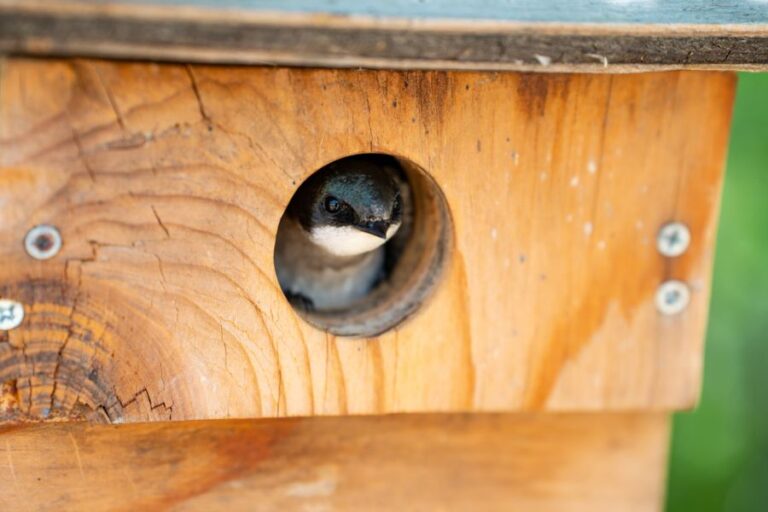 Tree Swallow Peeking Out of the Hole of a Birdhouse