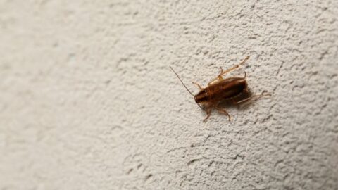 What Lives in Crawl Spaces? (Plus Tips to Keep Things Out) - My