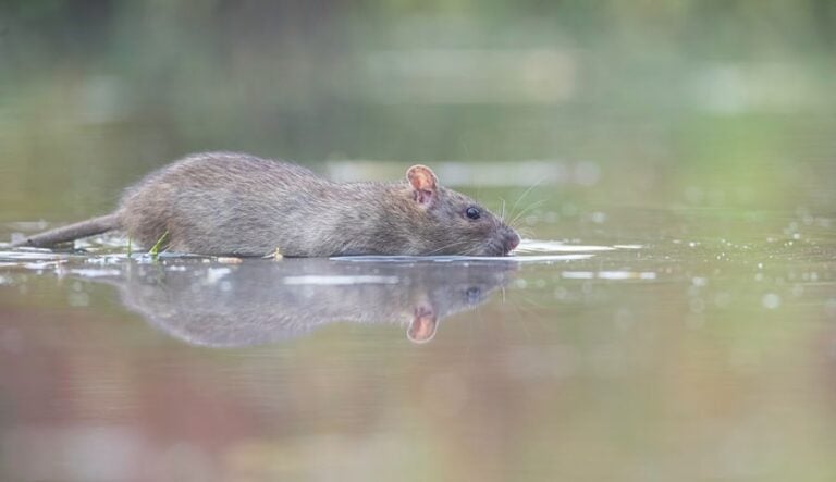 Brown Rat Swimming in the Water of a Pond