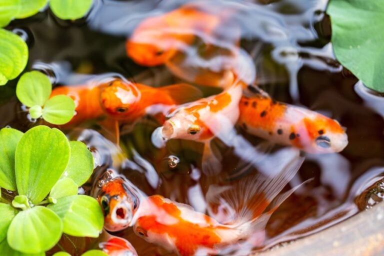 Many Goldfish in a Small Pond