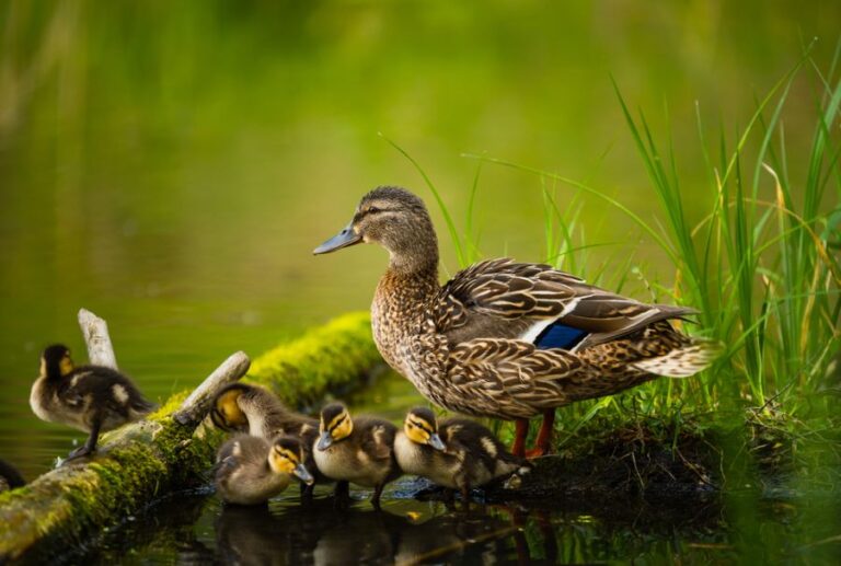 Female Mallard With Her Ducklings in a Pond