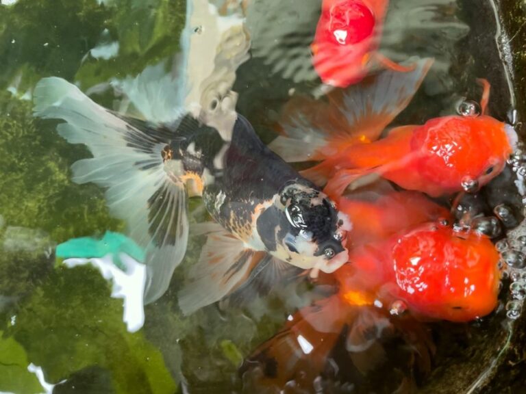 Goldfish Near the Surface in a Small Pond