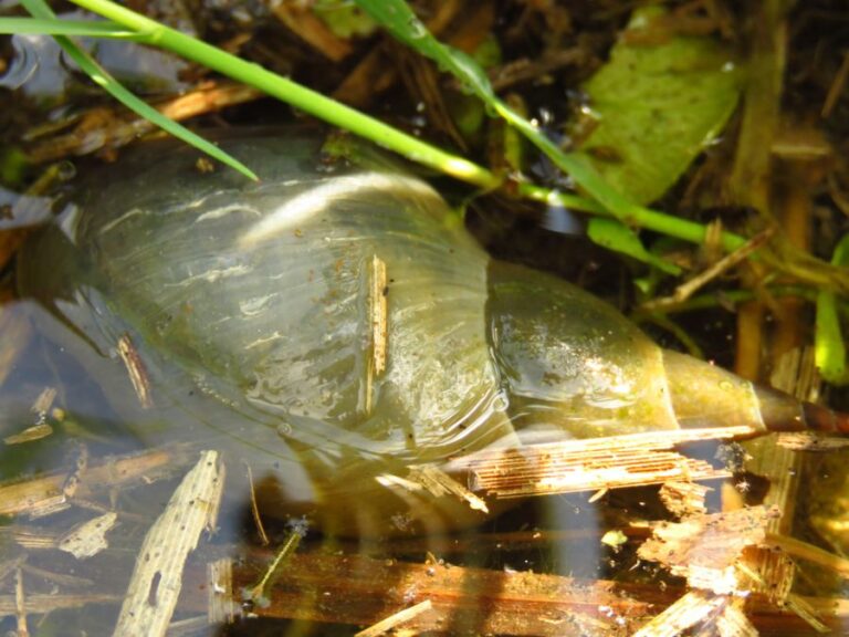 Great Pond Snail Resting in the Water