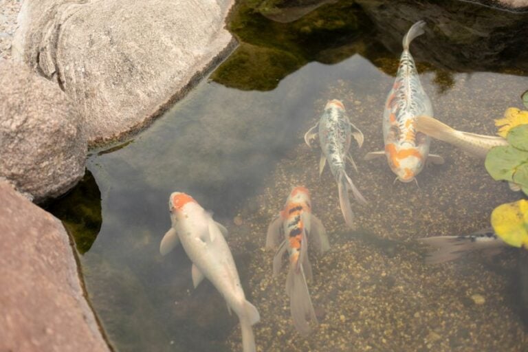 Koi Fish Swimming in a Small Backyard Pond