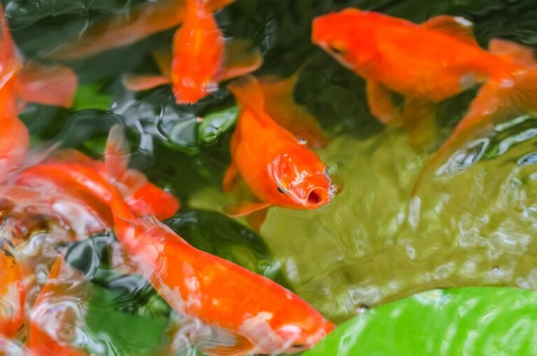 Many Goldfish Thriving in a Small Pond