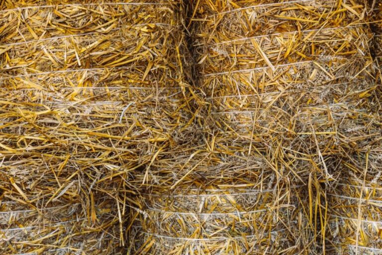 Many Large Bails of Straw