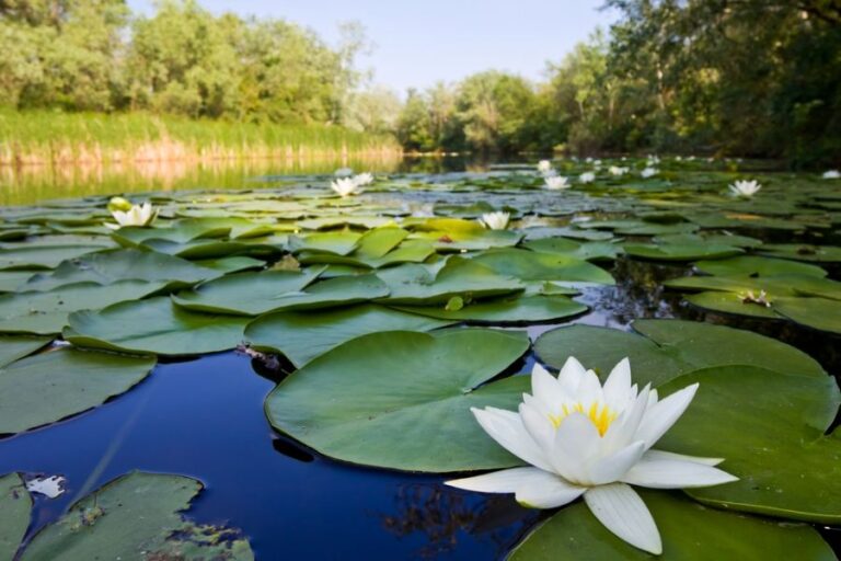 Many Lilypads Covering Pond Water
