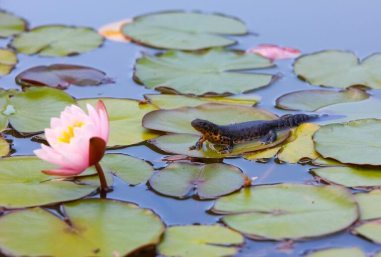 Newt on a Water Lily in a Pond