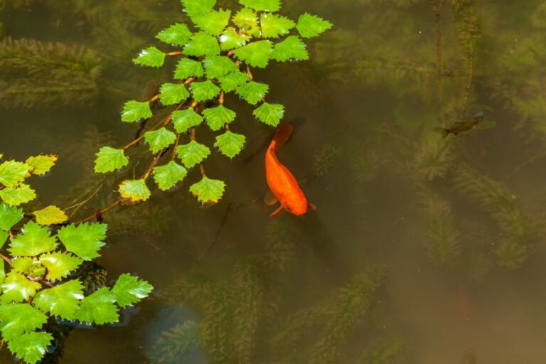 Pond With Fish and Pond Plants and Weeds