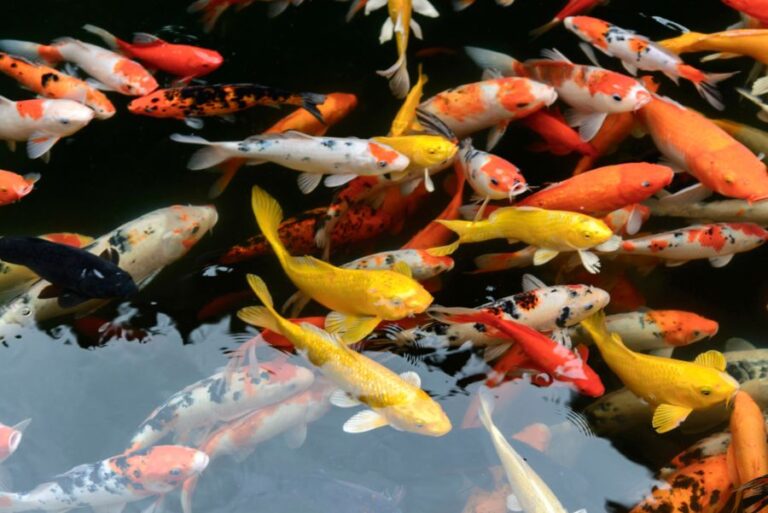 Several Koi Fish Swimming in a Pond