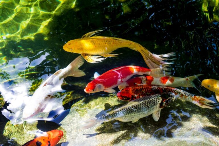 Several Koi Swimming in a Pond