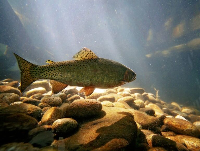 Trout Swimming in a Pond at a Nature Center
