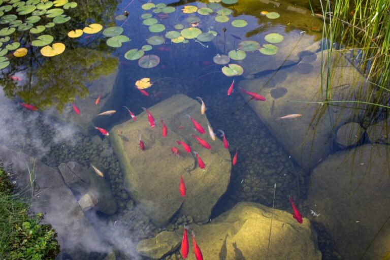 Backyard Pond With Fish, Lily Pads, and Clear Water
