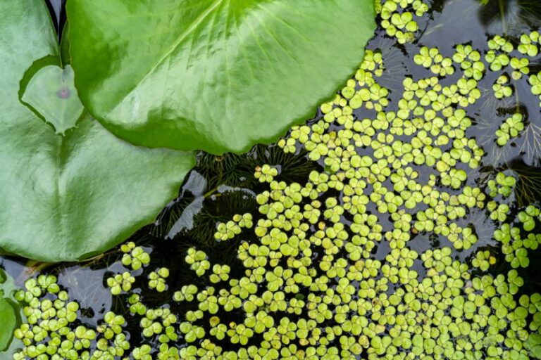 Closeup of Duckweed on the Surface of a Pond