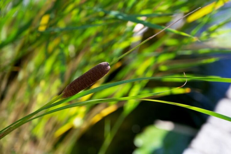 Closeup of a Stalk of Cattail