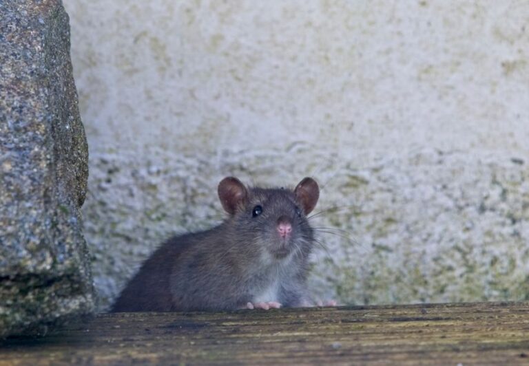 Closeup of a Young Brown Rat