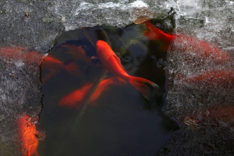 Frozen Pond With Fish Visible Through a Hole