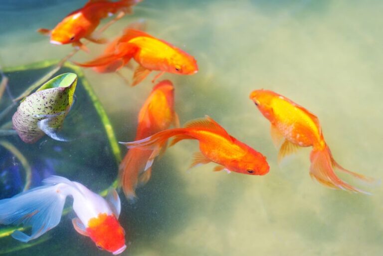 Goldfish in a Small Backyard Pond