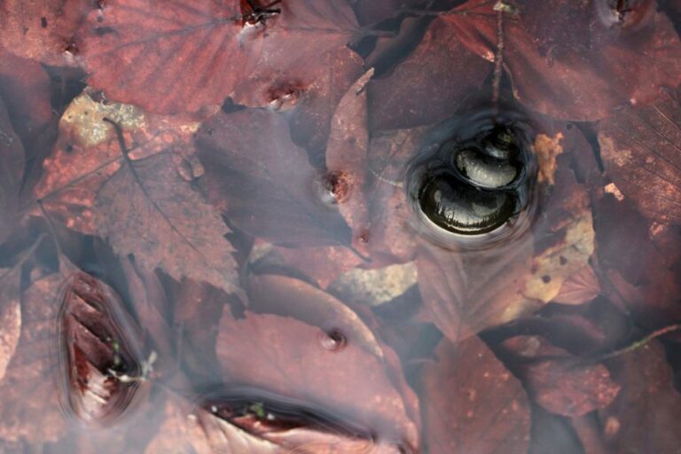 Great Pond Snail on Leaves in a Pond