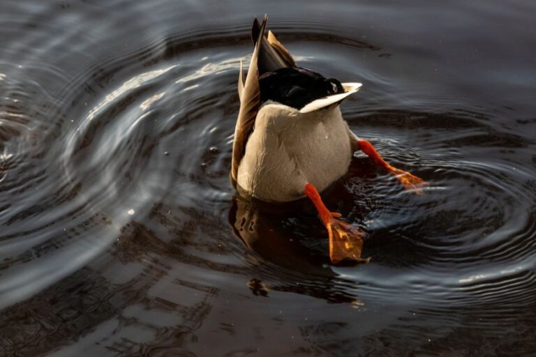 Male Mallard Duck Diving in the Water for Food
