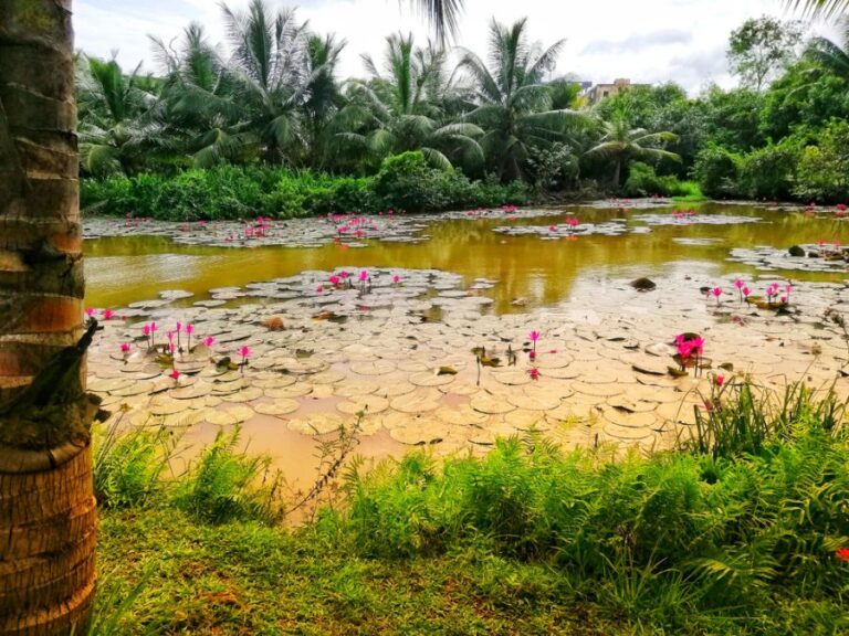 Muddy Pond Covered in Water Lilies