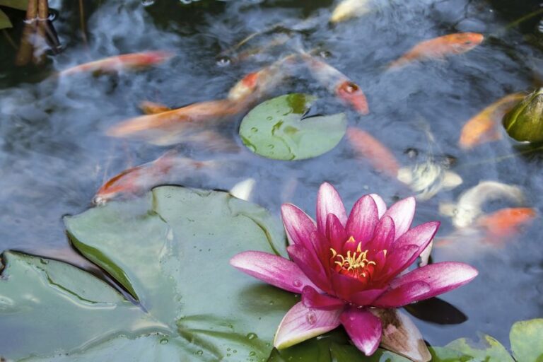 Pink Water Lily and Lily Pads in a Pond With Fish