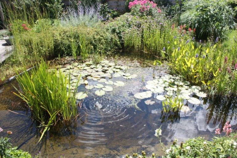 Planted Pond With Lots of Leaves Among the Plants