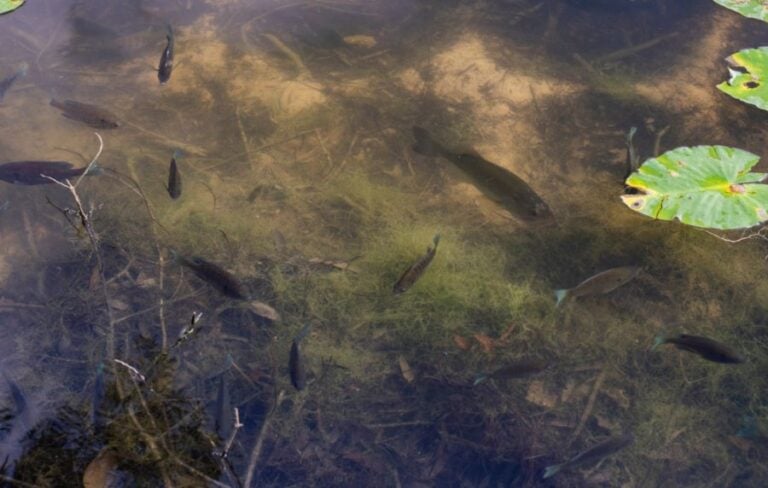 Several Bass in a Small Pond