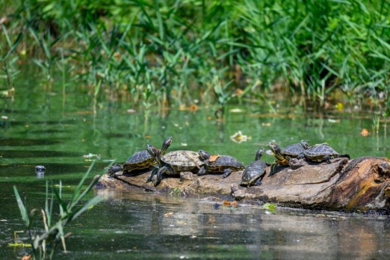 Several Turtles on a Log in a Pond