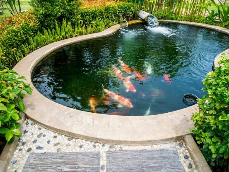 Small Concrete Backyard Pond With Koi Fish