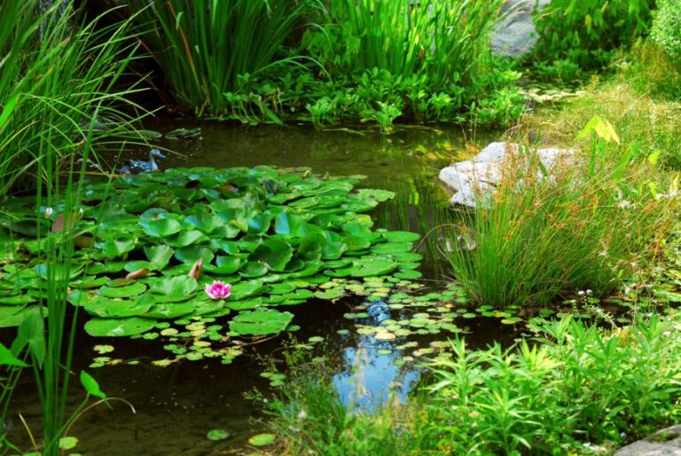 Small Pond Planted With Many Pond Plants