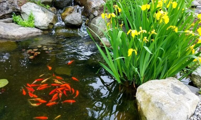 Small Pond With Fish and Plants