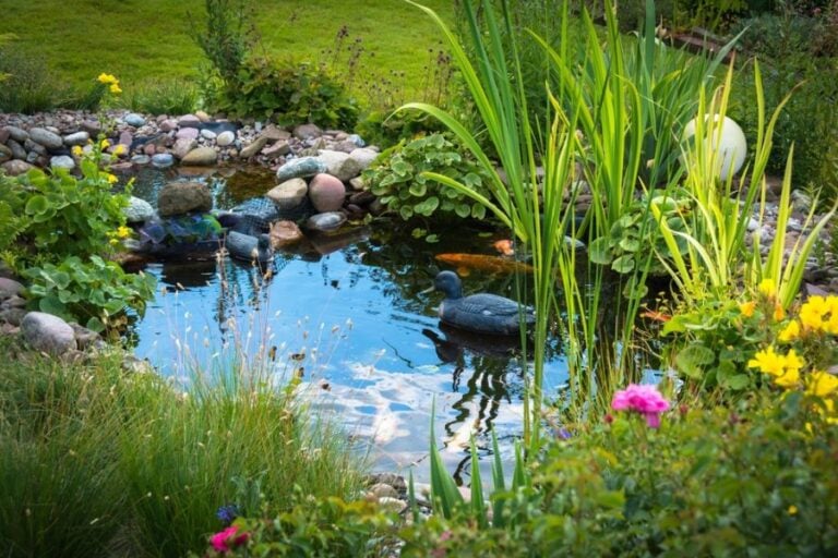 Small Pond With Lots of Plants Around the Perimeter