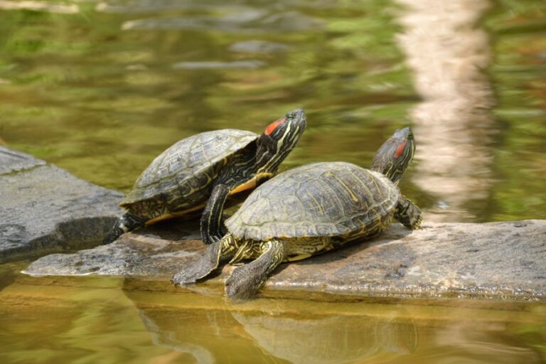 Two Red Eared Slider Turtles on a Rock in a Pond