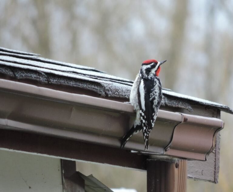 Woodpecker Resting on a Gutter