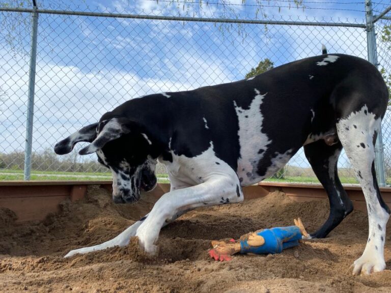 Great Dane Dog Excitedly Digging in a Sandbox