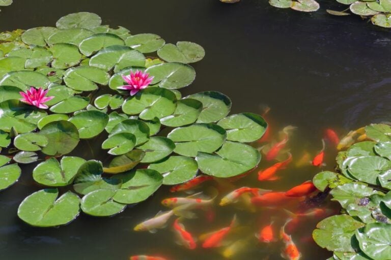Lots of Koi Fish in a Pond
