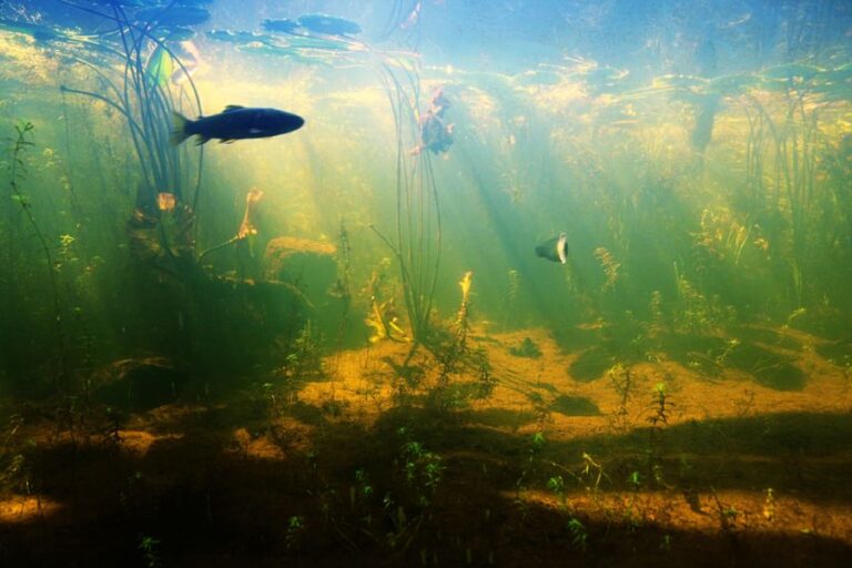 Underwater View of a Pond With Many Fish and Plants