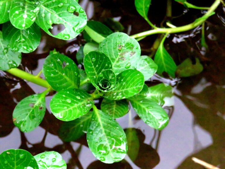 Watercress Growing in a Pond