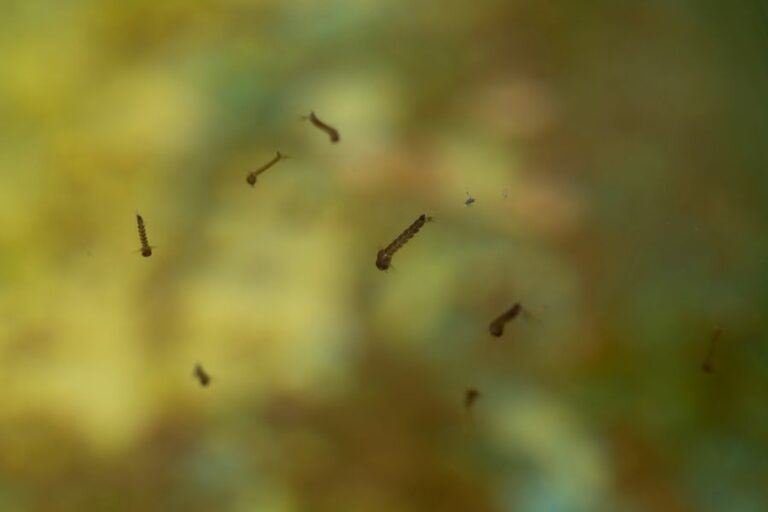 Closeup of Mosquito Larvae in Pond Water