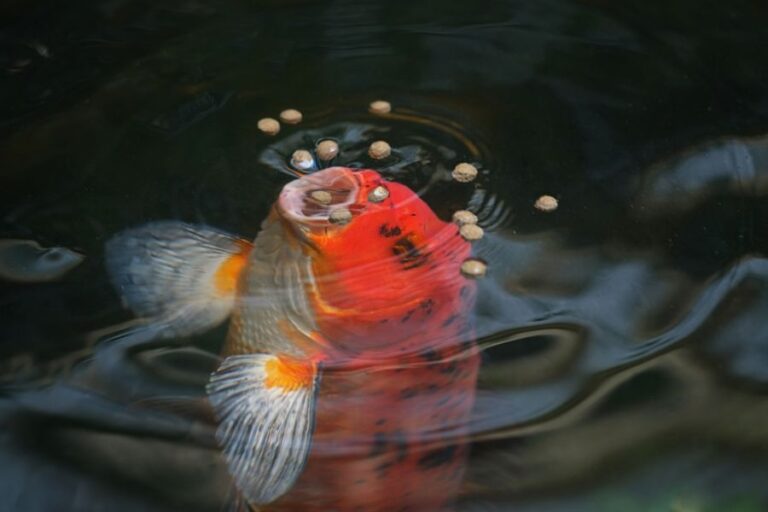 Koi Fish Eating Food Pellets Off the Surface of the Water
