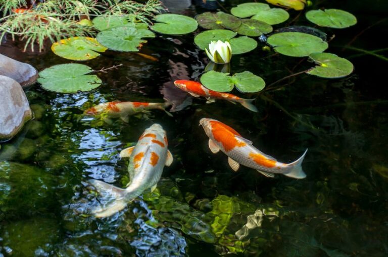 Koi Fish Swimming in a Pond