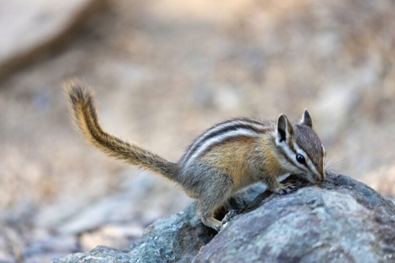 Small Chipmunk Sniffing Rock With Tail Stuck Out