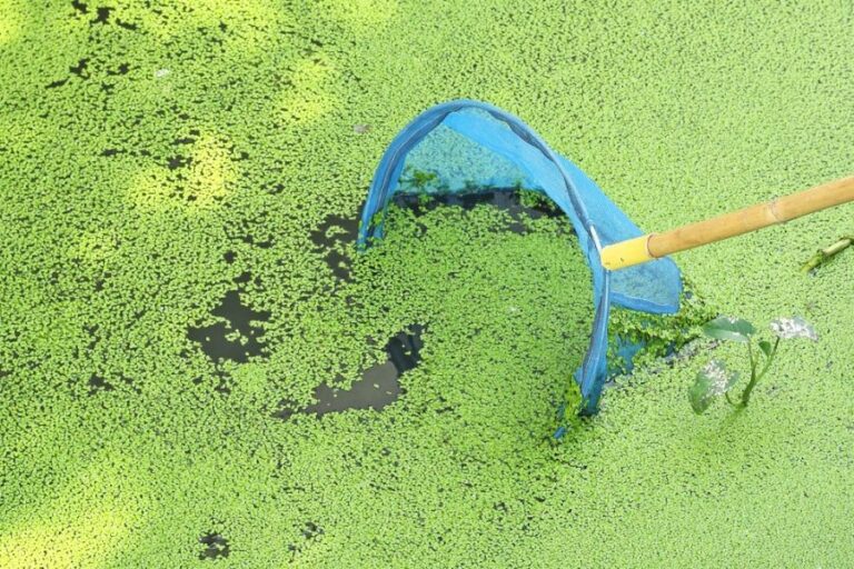 Using a Skimmer to Remove Duckweed From a Pond